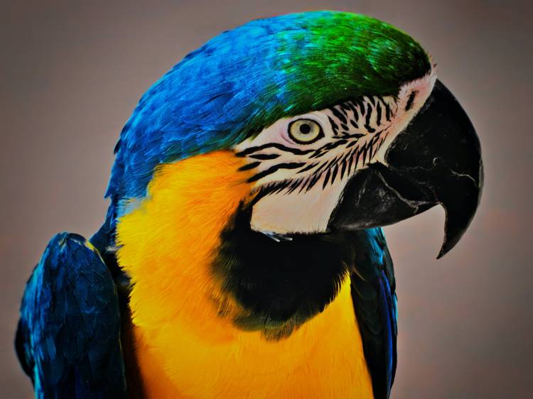 Blue and Gold Macaws: detailed information