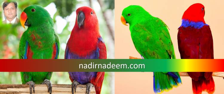 Eclectus Parrots: Detailed Information