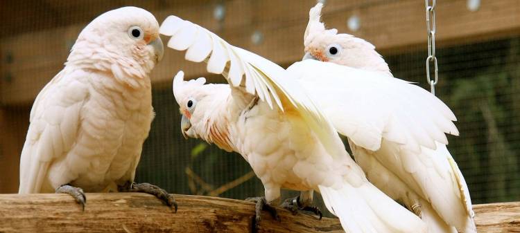 Goffin's Cockatoo Parrot: Detailed Information