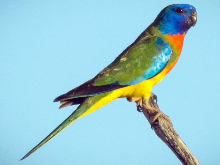 Scarlet Chested Parakeets: Detailed information of Parrot