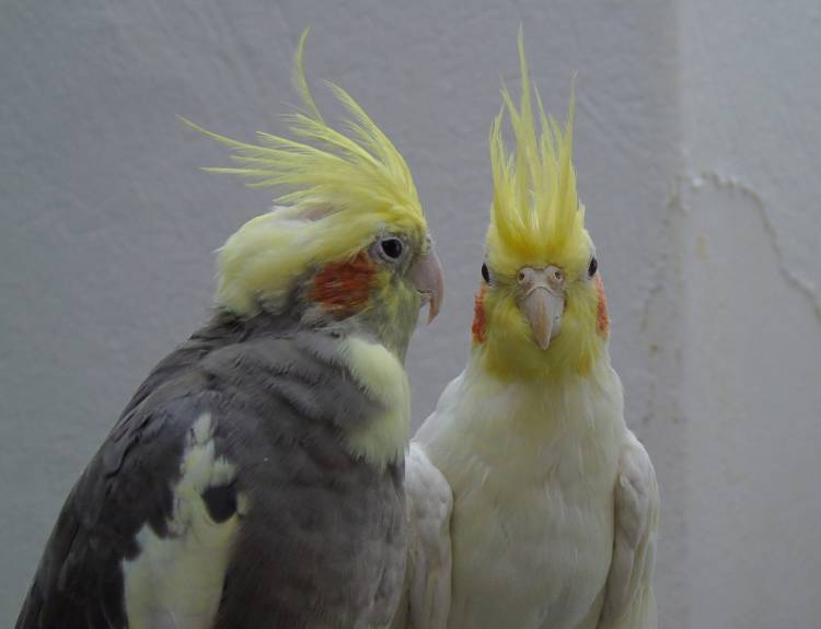Cockatiel Parrots: Detailed Information