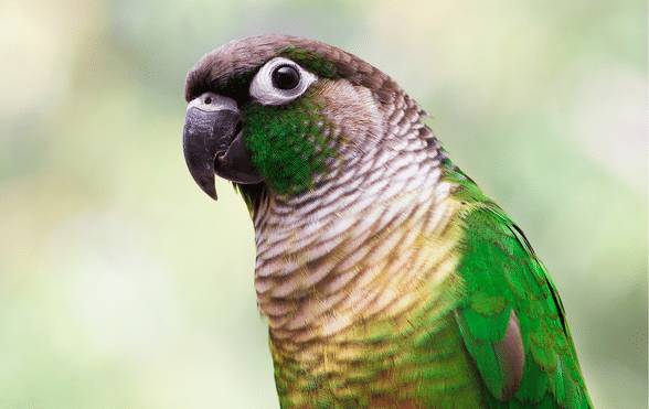 Green-Cheeked Conure parrot: popular pet
