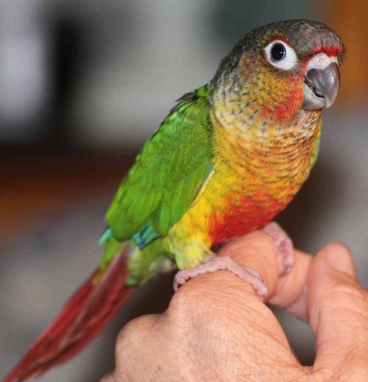 Green-Cheeked Conure parrot: popular pet