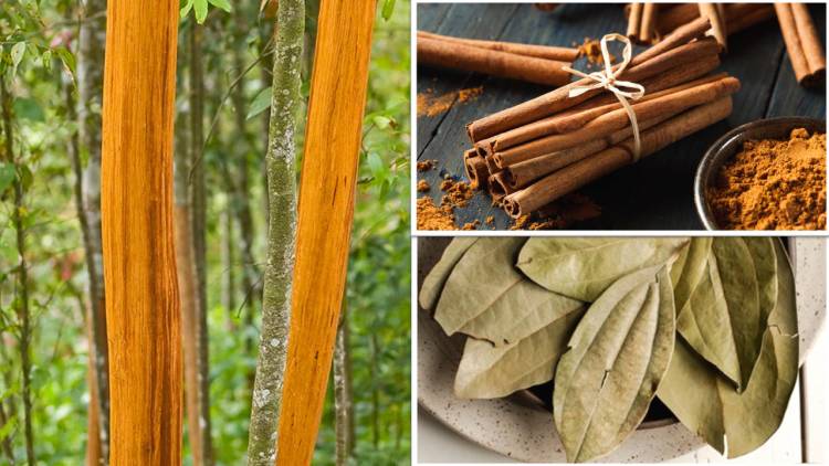 Cinnamon: (What Nutrition Specialists Say About Its Health Effects & More…)