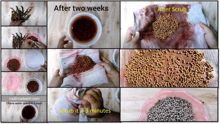 White Pepper: Benefits of white Pepper