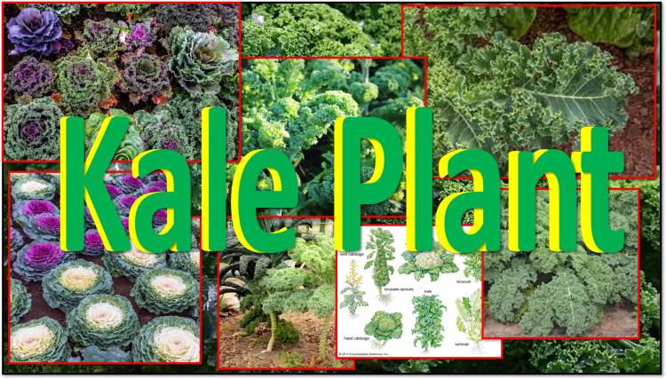 Kale Plant