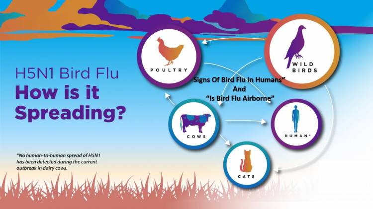 Signs Of Bird Flu In Humans” and “Is Bird Flu Airborne”