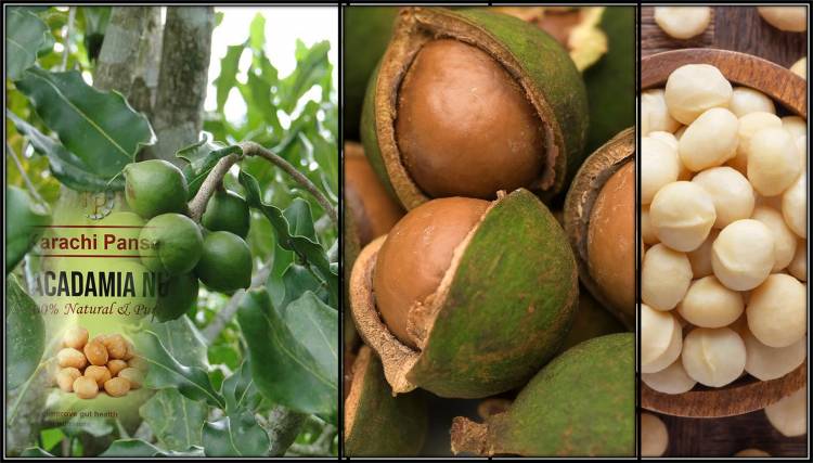 10 Health Paybacks of Macadamia Nuts