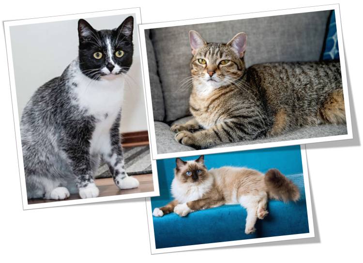 Salt Licorice Cat, Tipped Tabby and Seal Point cat's Coat Design