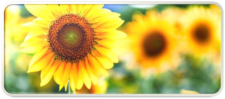 Sunflower: best time of year to plant sunflower seeds