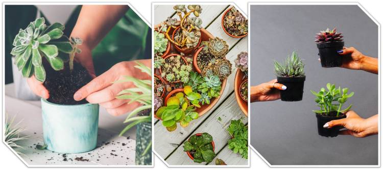 How to Repot and care Succulents