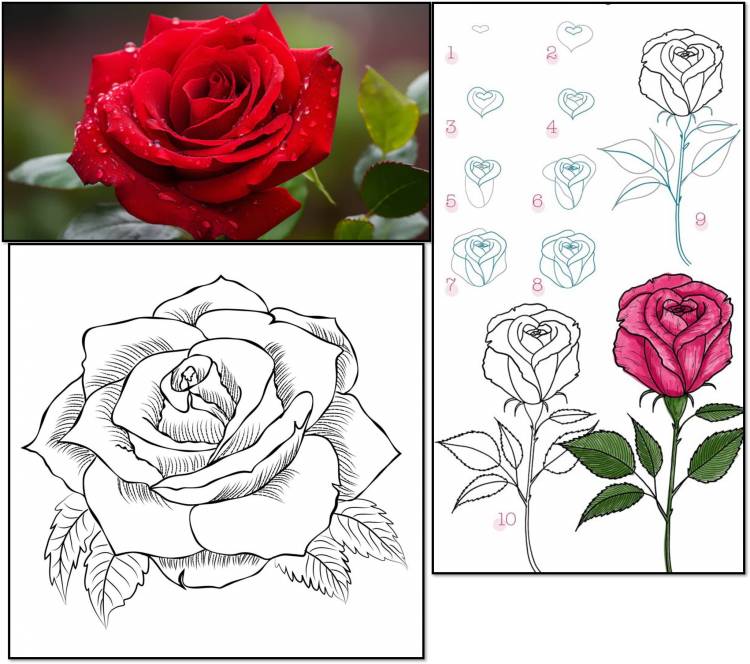 Flower: How to Draw a Rose