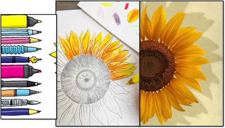 How to draw Sunflowers with steps
