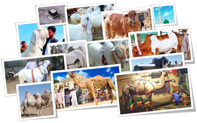 Eid-ul- Adha in 2025 and History: Eid -e-Qurban