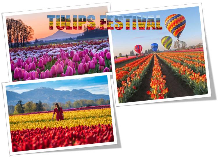 Tulips Festival Near Me