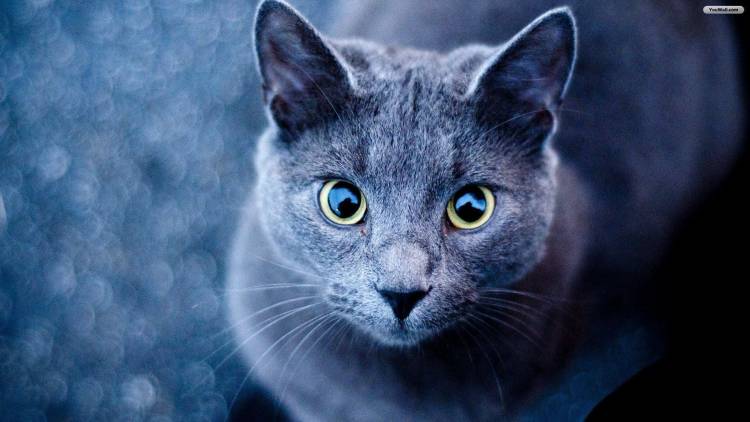 Top 10 cats in world