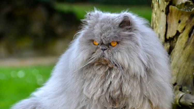 Top 10 cats in world