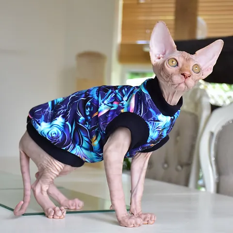 Top 10 cats in world