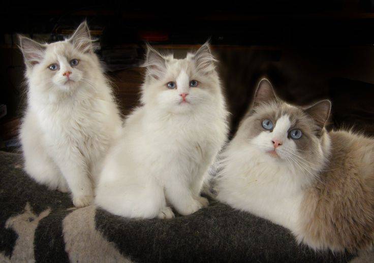 Top 10 cats in world