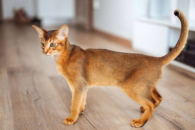 Top 10 cats in world