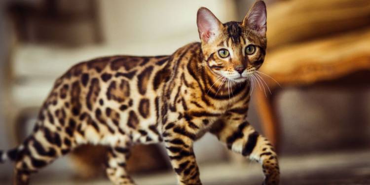 Top 10 cats in world