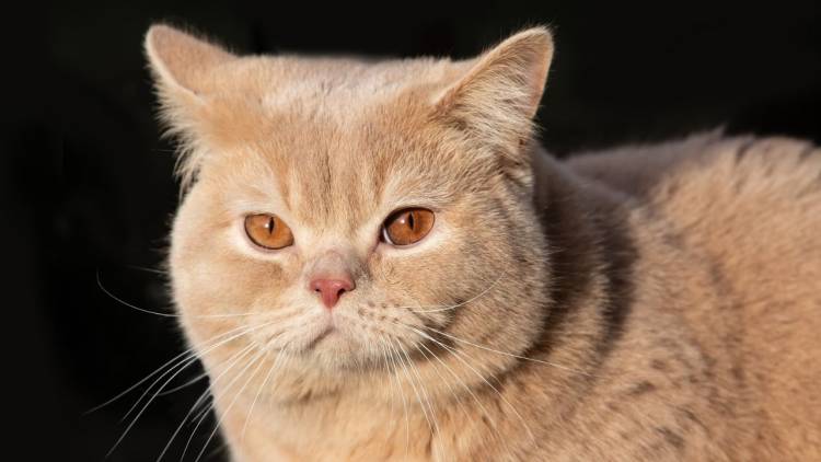 Top 10 cats in world