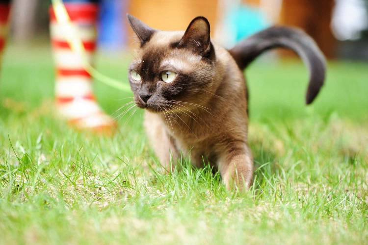 Top 10 cats in world