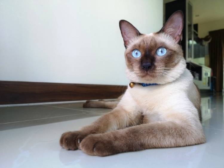 Top 10 cats in world
