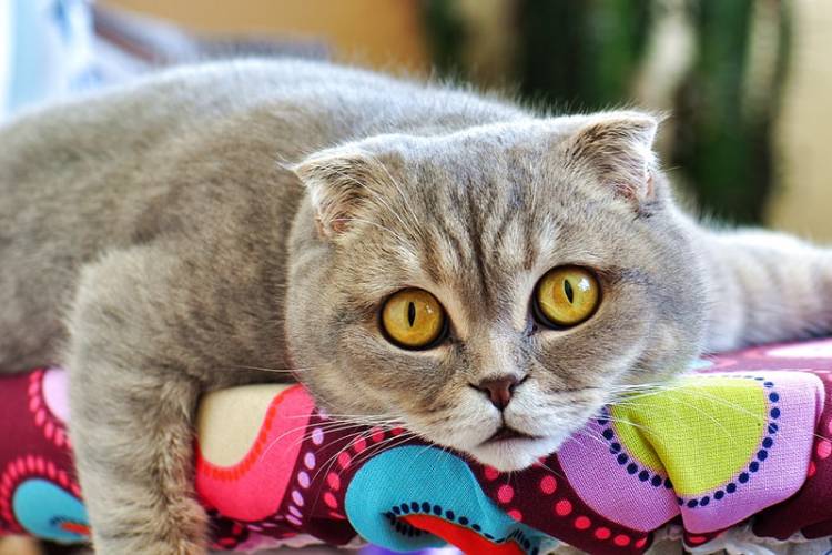 Top 10 cats in world