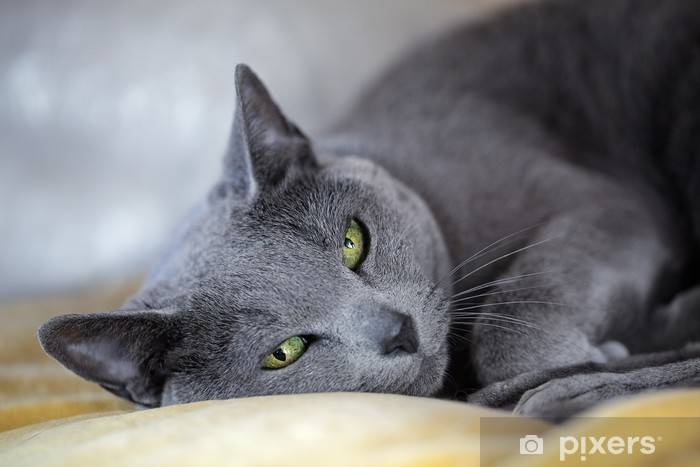 Top 10 cats in world