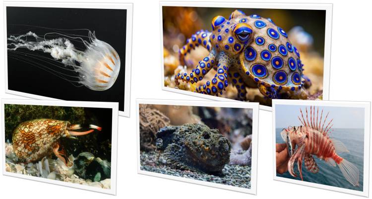 The World's 5 Most Dangerous Sea Creatures-P1