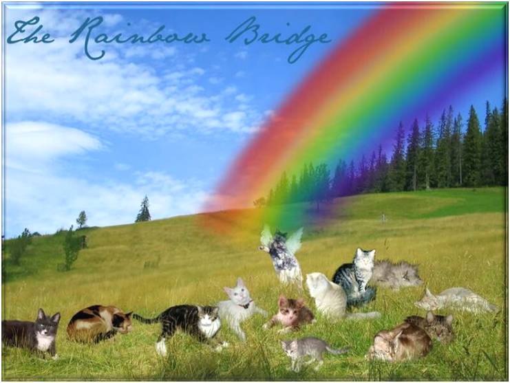 Crossing The Rainbow Bridge