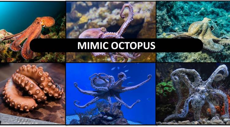 Octopus: mimic octopus