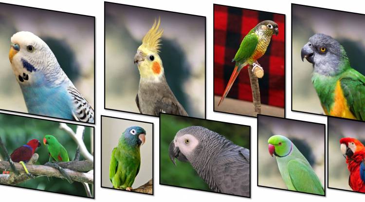 16 Most Beautiful Pet Parrots in the World: Detailed Information