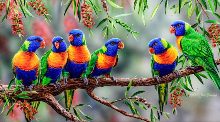 Rainbow Lorikeets Parrots detailed information.