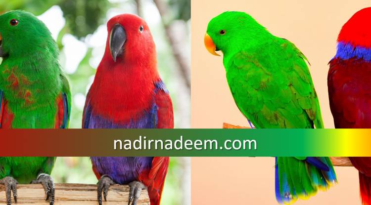 Eclectus Parrots: Detailed Information