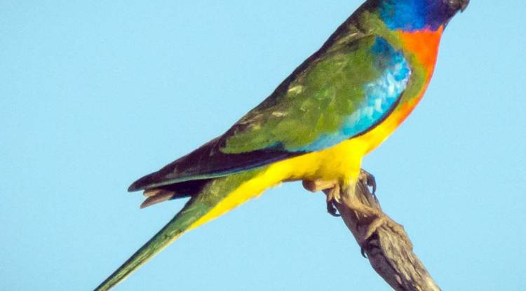 Scarlet Chested Parakeets: Detailed information of Parrot