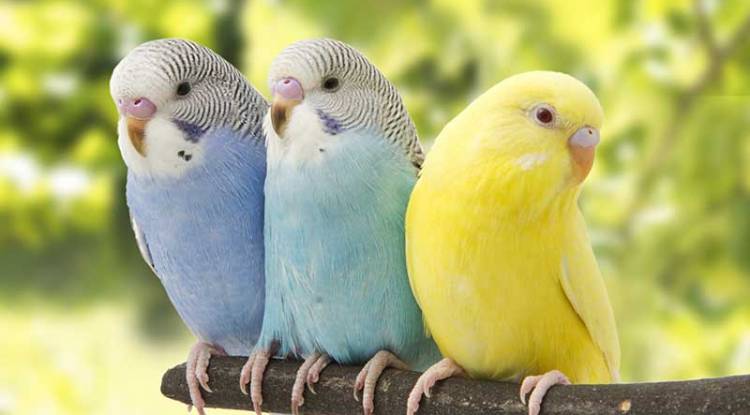 Budgie (Budgerigar) Parrot: Detailed Information