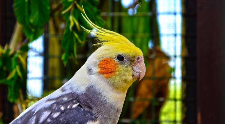 Cockatiel Parrots: Detailed Information
