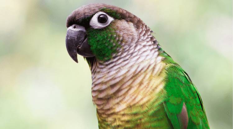 Green-Cheeked Conure parrot: popular pet