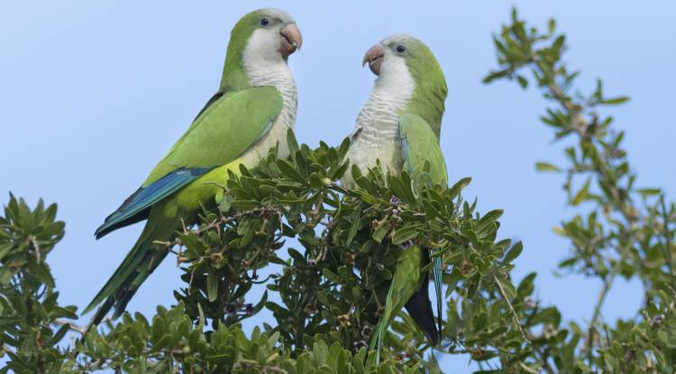Quaker Parrots: Beyond the Simple Gray Coat