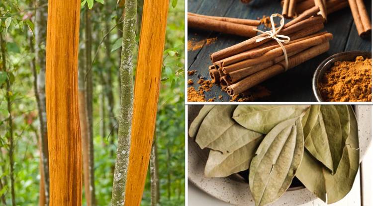 Cinnamon: (What Nutrition Specialists Say About Its Health Effects & More…)