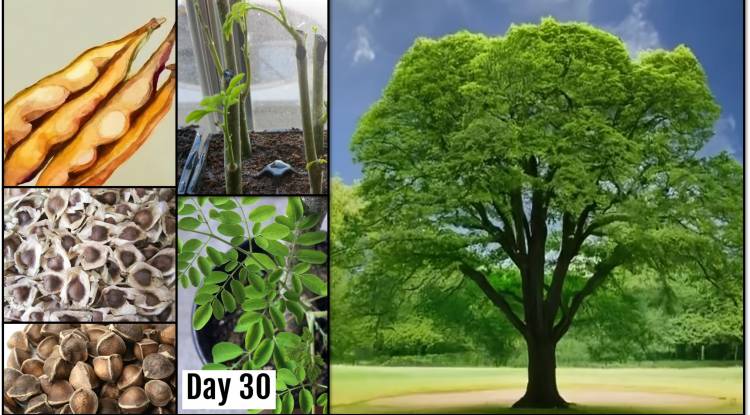 Moringa Tree: Moringa Power