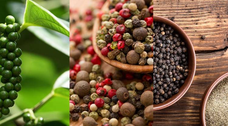 Black Pepper: Benefits of Black Peppers: A Detailed information about Black Pepper: 