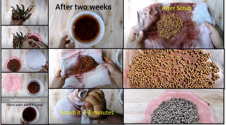 White Pepper: Benefits of white Pepper