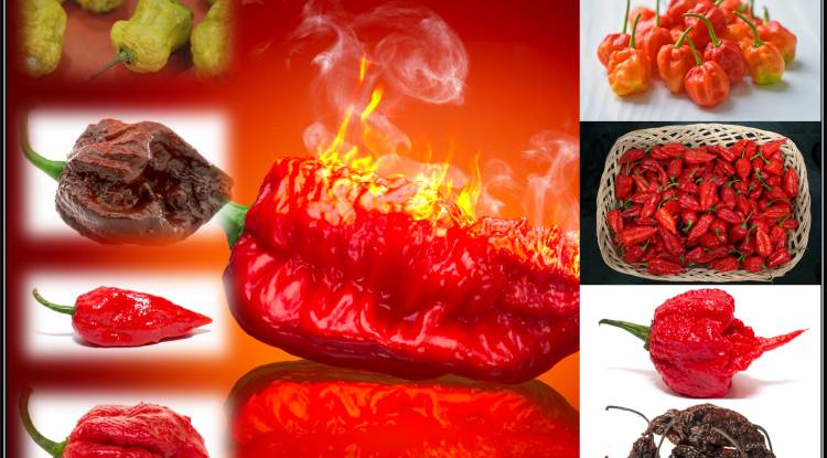 world's hottest peppers