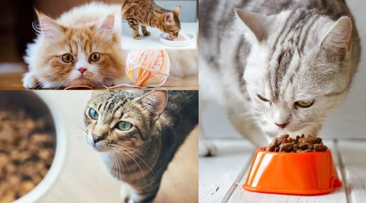 Cat Food Recall and Avian Flu