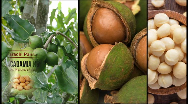 10 Health Paybacks of Macadamia Nuts