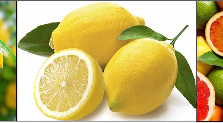 Lemons (Citrus limon) info.