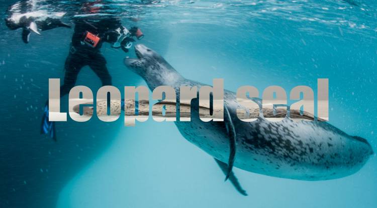 Leopard seal